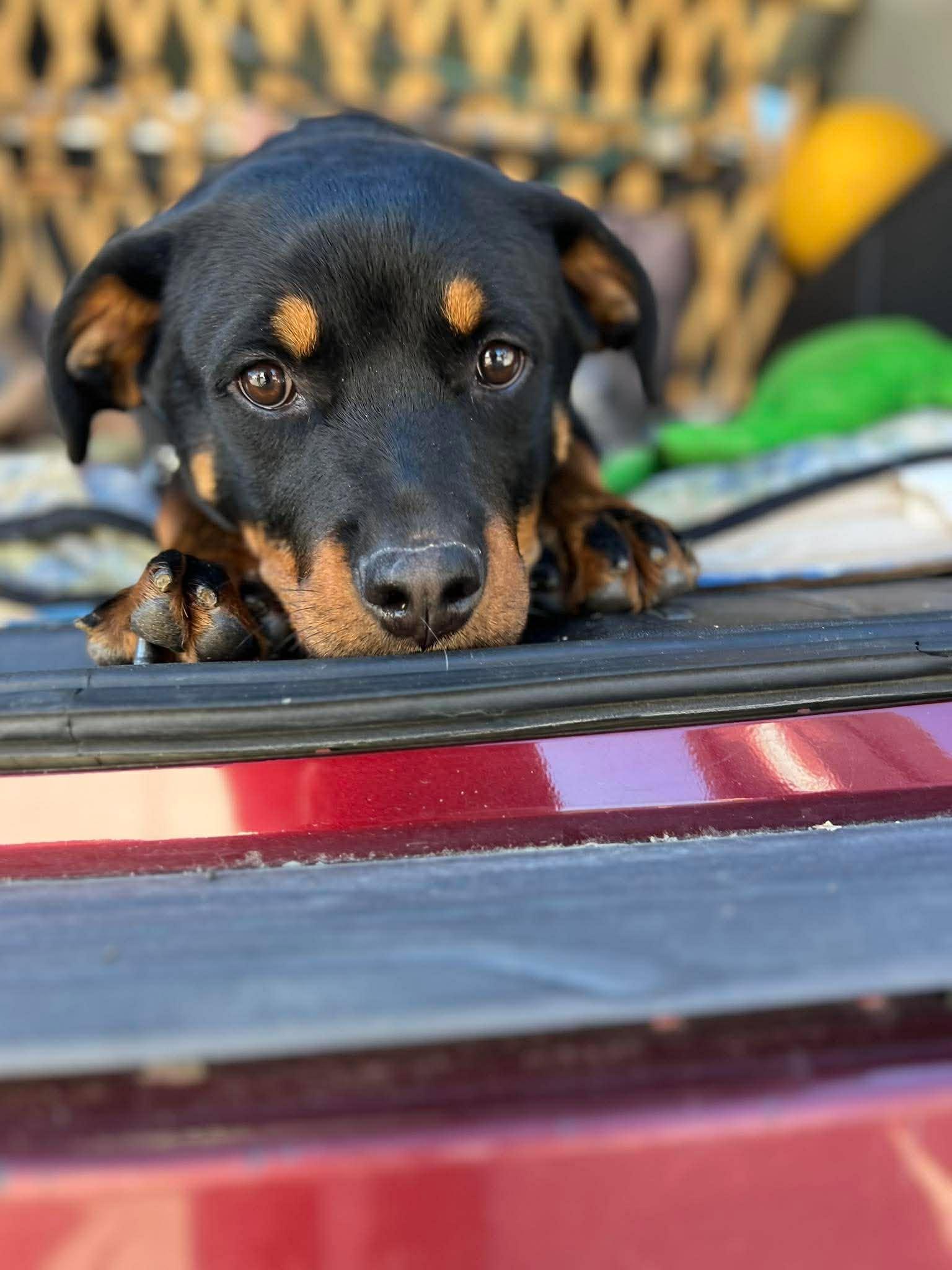 ROCKY THE PUP, a ADOPTABLE Rottweiler in Chapel Hill, NC image 5/6