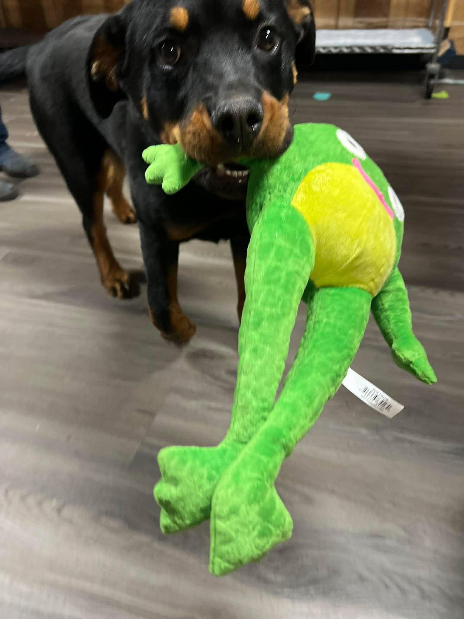 ROCKY THE PUP, a ADOPTABLE Rottweiler in Chapel Hill, NC image 3/6