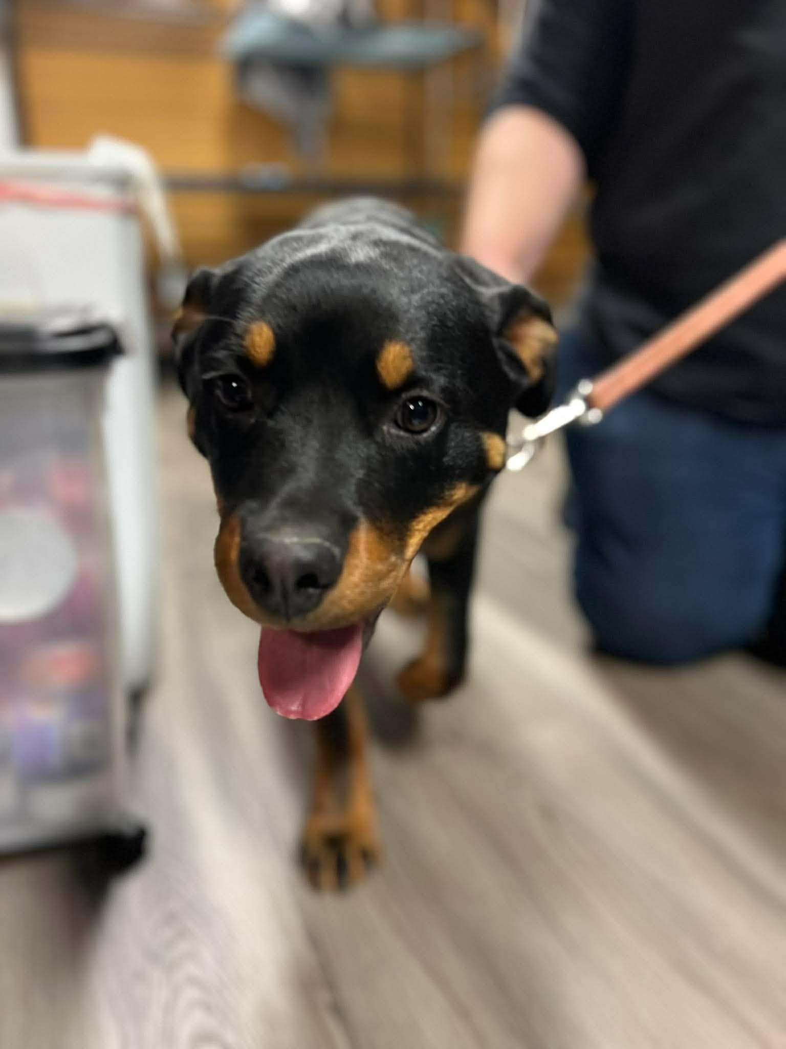 ROCKY THE PUP, a ADOPTABLE Rottweiler in Chapel Hill, NC image 4/6