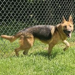 Roxy, an adopted German Shepherd Dog in Stanley, VA image 2/2