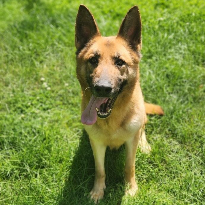 Roxy, adopted, Adult Female German Shepherd Dog.
