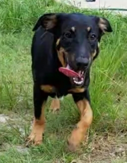 Enlarge Nellie, a Adoptable mixed breed in Plantersville, TX image 1/4