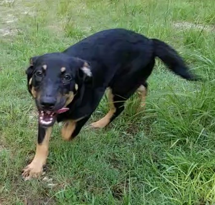 Enlarge Nellie, a Adoptable mixed breed in Plantersville, TX image 2/4