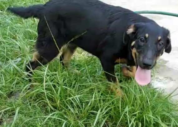 Enlarge Nellie, a Adoptable mixed breed in Plantersville, TX image 3/4