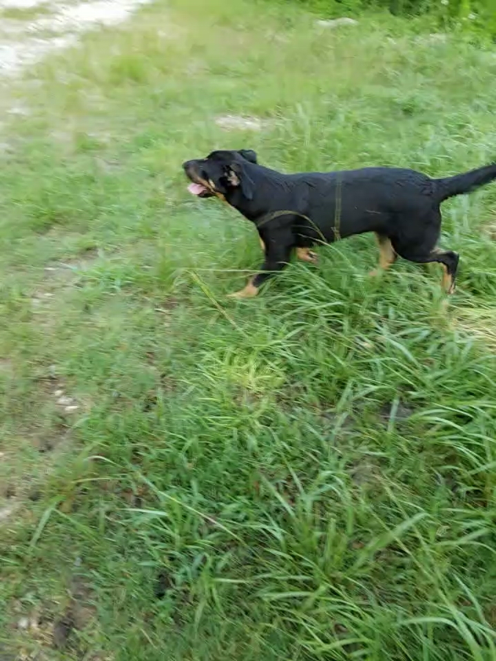 Enlarge Nellie, a Adoptable mixed breed in Plantersville, TX image 4/4