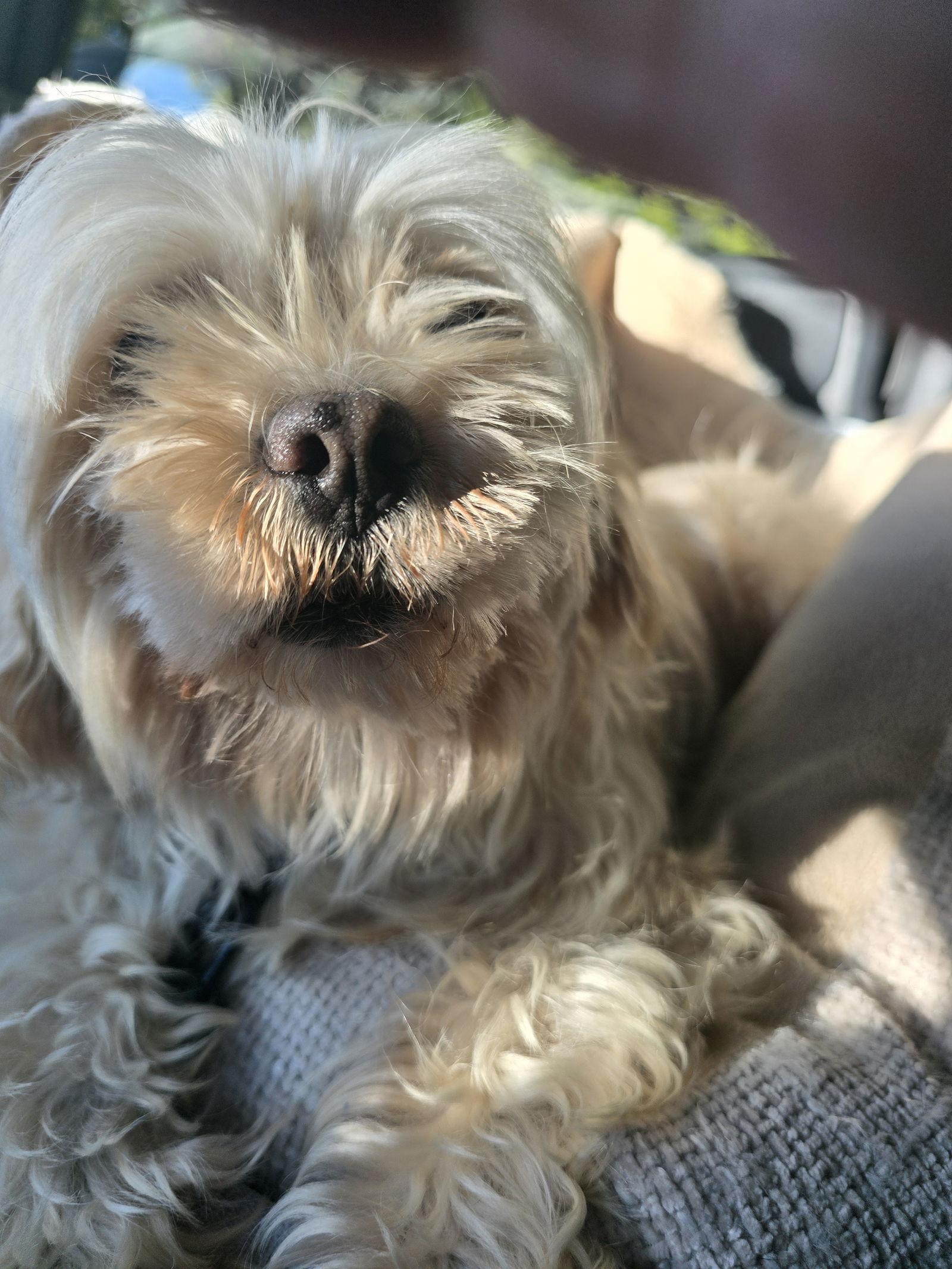 Marilyn, a Adopted Shih Tzu in San Antonio, TX image 1/3
