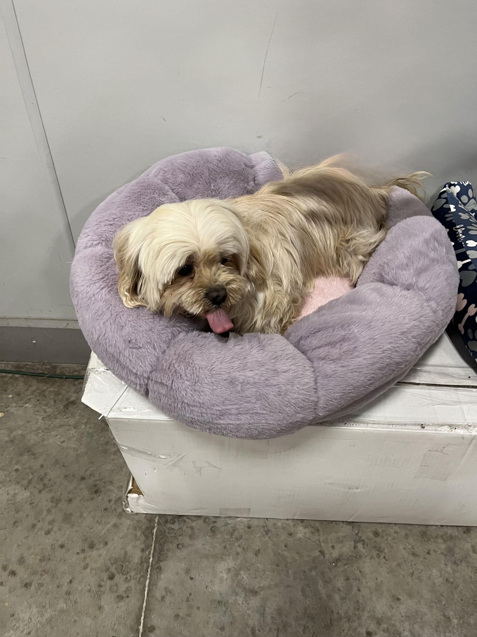 Marilyn, a Adopted Shih Tzu in San Antonio, TX image 2/3