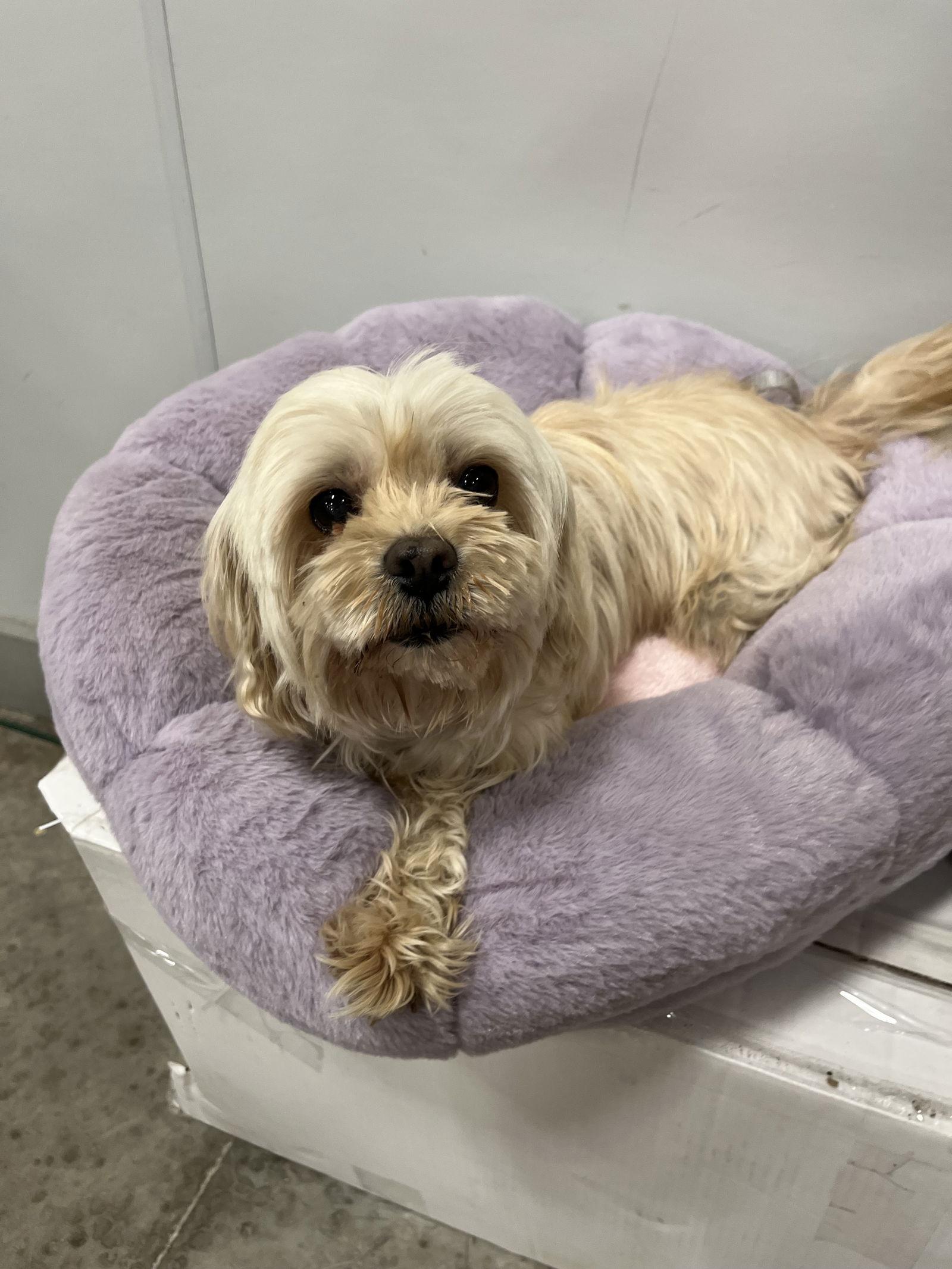Marilyn, a Adopted Shih Tzu in San Antonio, TX image 3/3