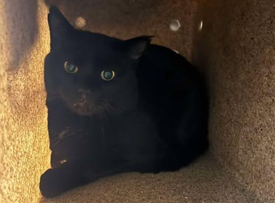 MACARONI, Adoptable, Adult Male Domestic Medium Hair & Domestic Short Hair.