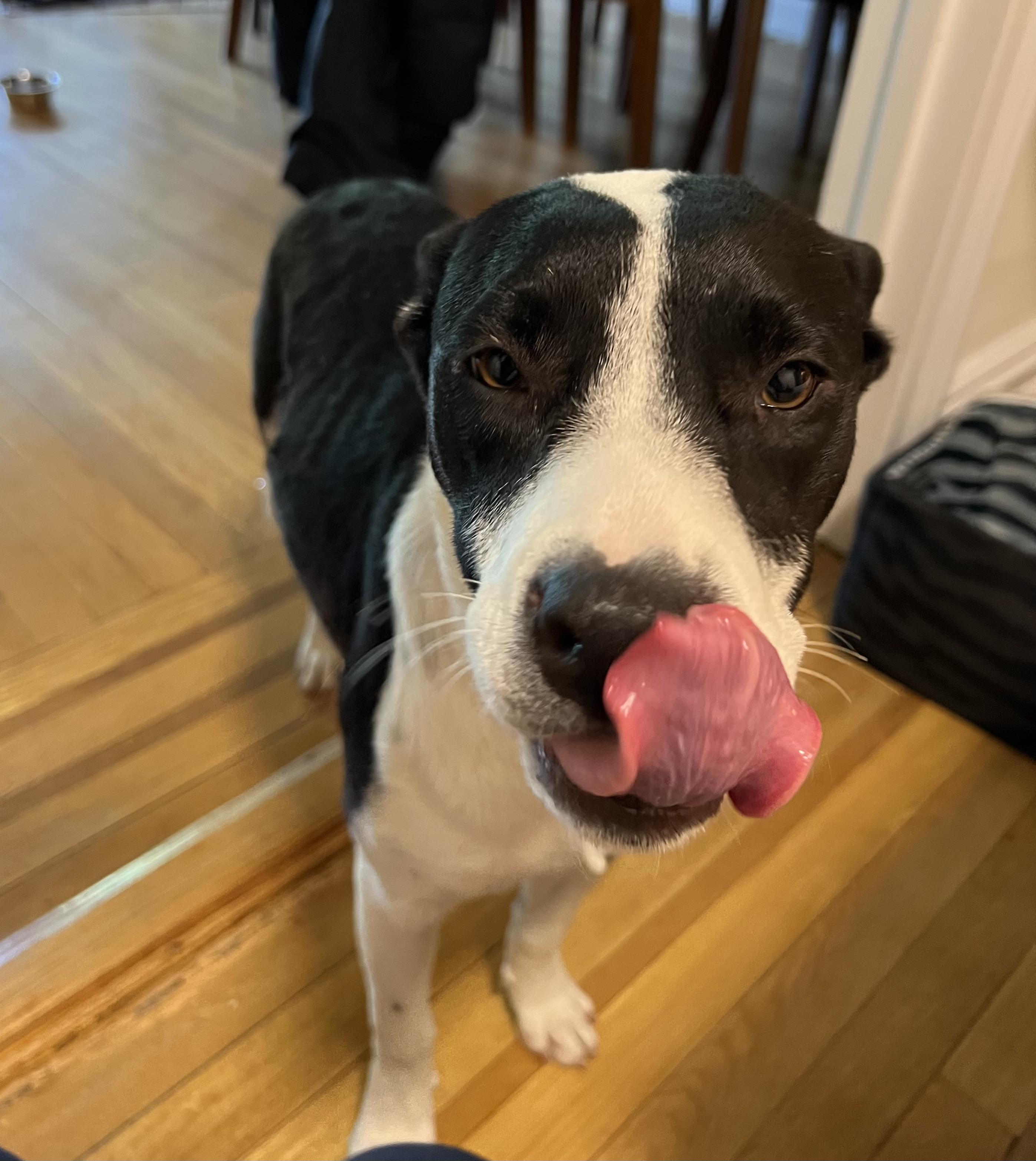 Enlarge Juliette, an adopted mixed breed in Chittenango, NY image 6/6