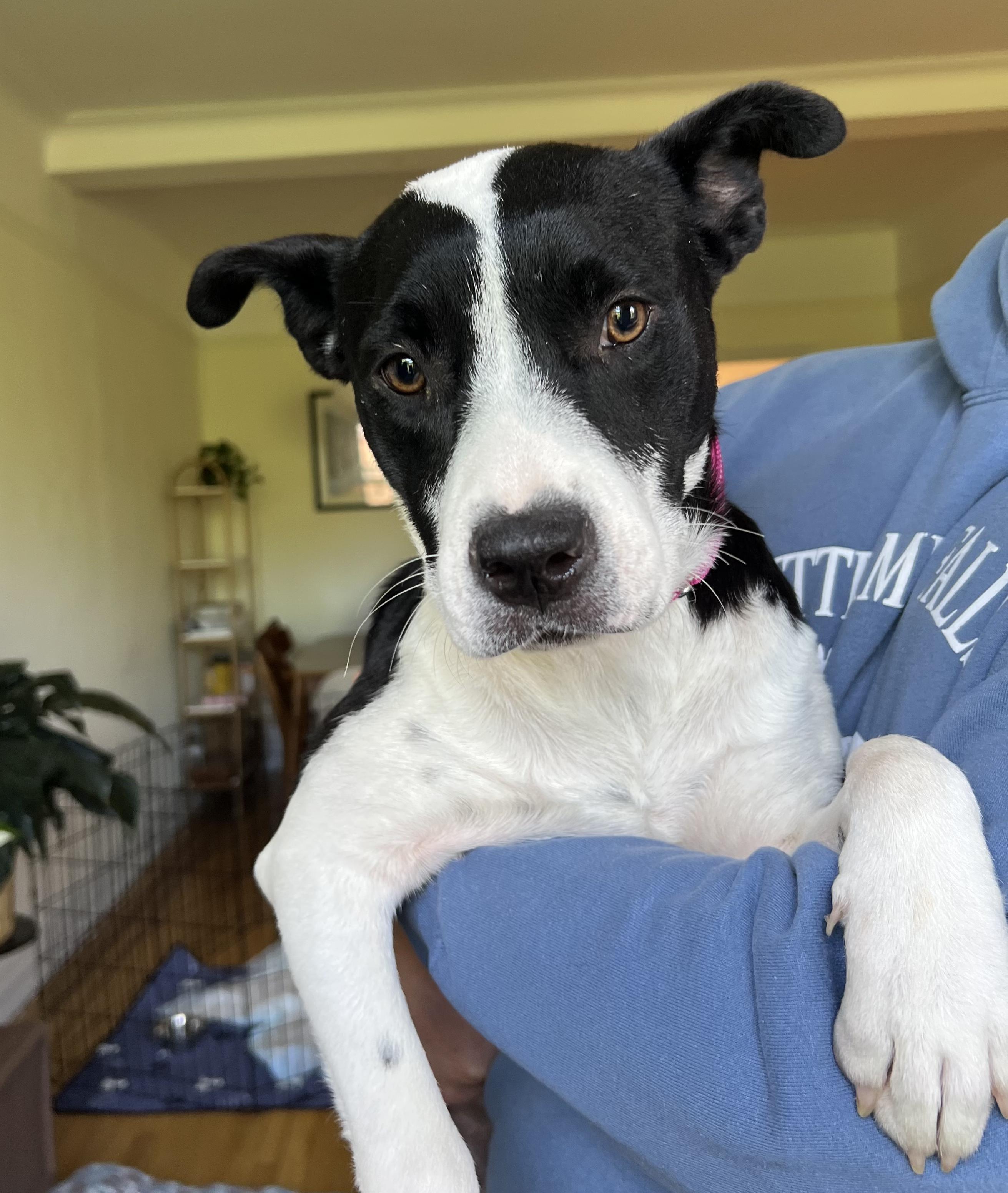 Enlarge Juliette, an adopted mixed breed in Chittenango, NY image 4/6