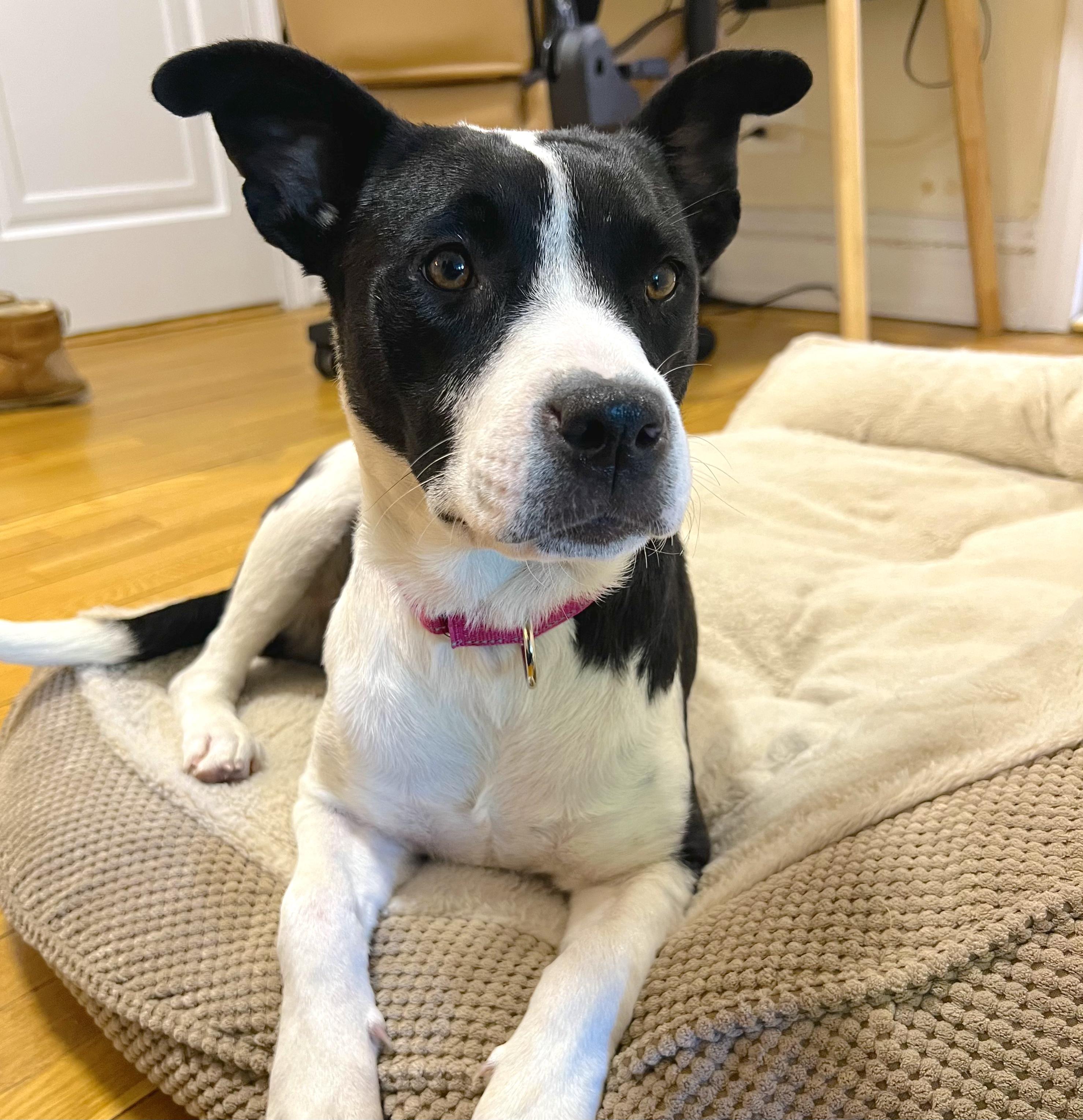 Juliette, adopted, Puppy Female Terrier.