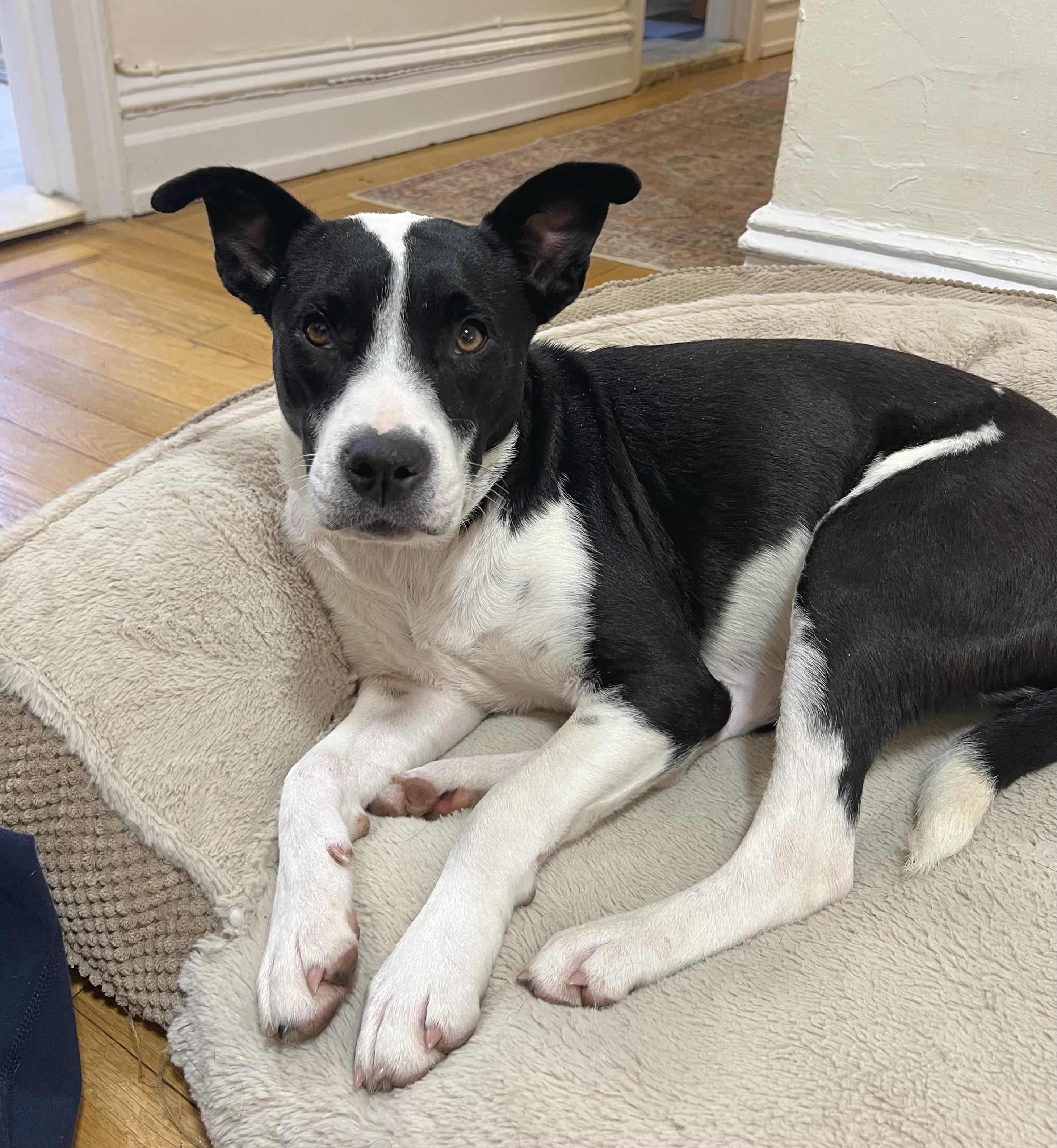 Enlarge Juliette, an adopted mixed breed in Chittenango, NY image 2/6
