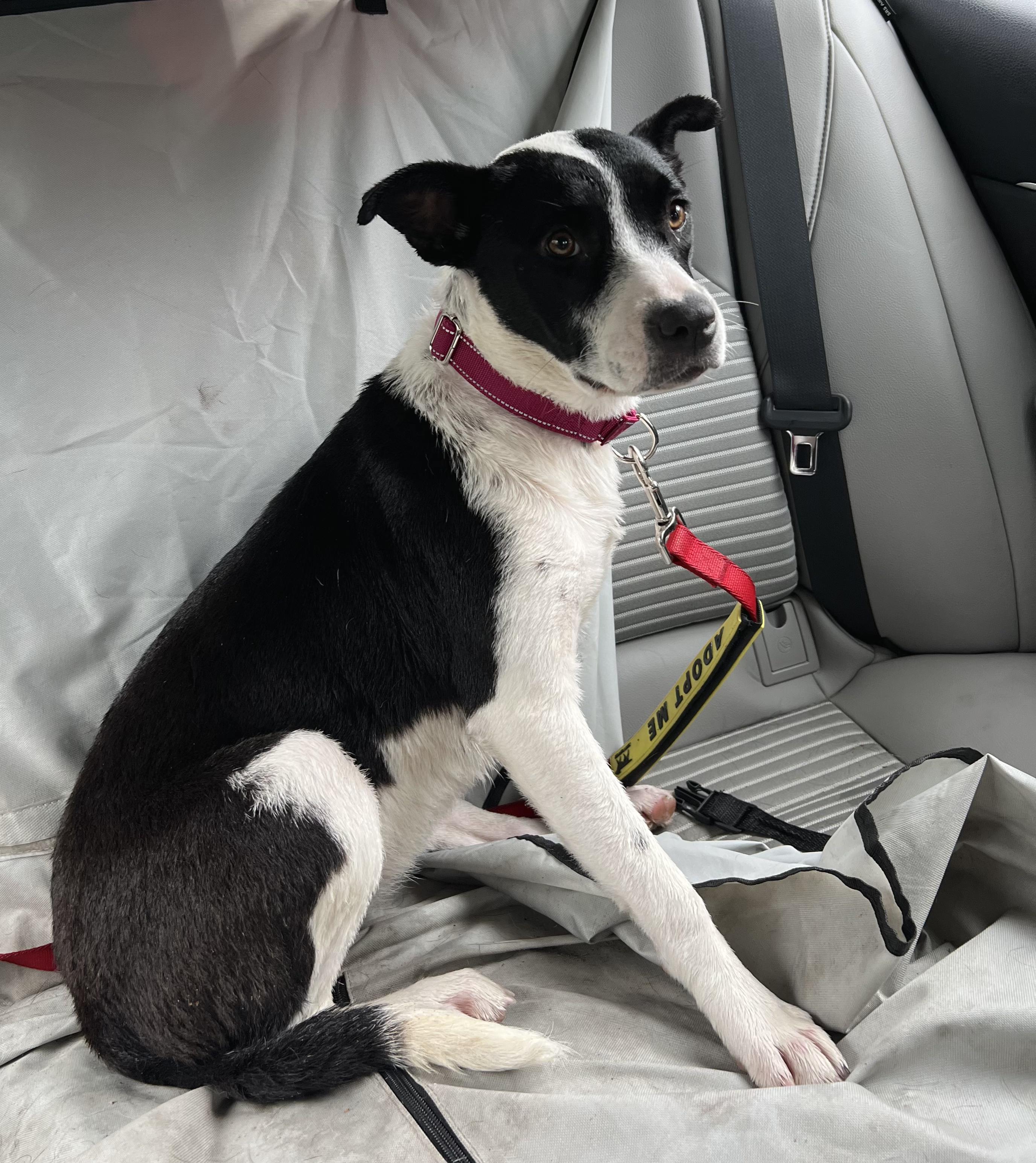 Enlarge Juliette, an adopted mixed breed in Chittenango, NY image 3/6