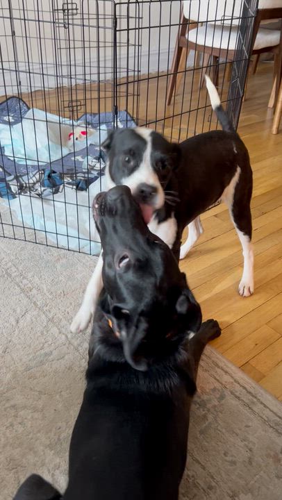 Enlarge Juliette, an adopted mixed breed in Chittenango, NY video 5/6