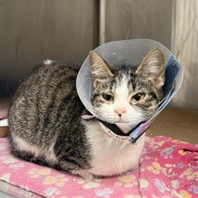 Fortissimo, a Adoptable Domestic Short Hair in New York, NY image 2/3