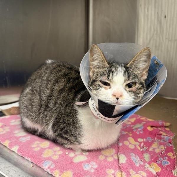 Fortissimo, a Adoptable Domestic Short Hair in New York, NY image 3/3