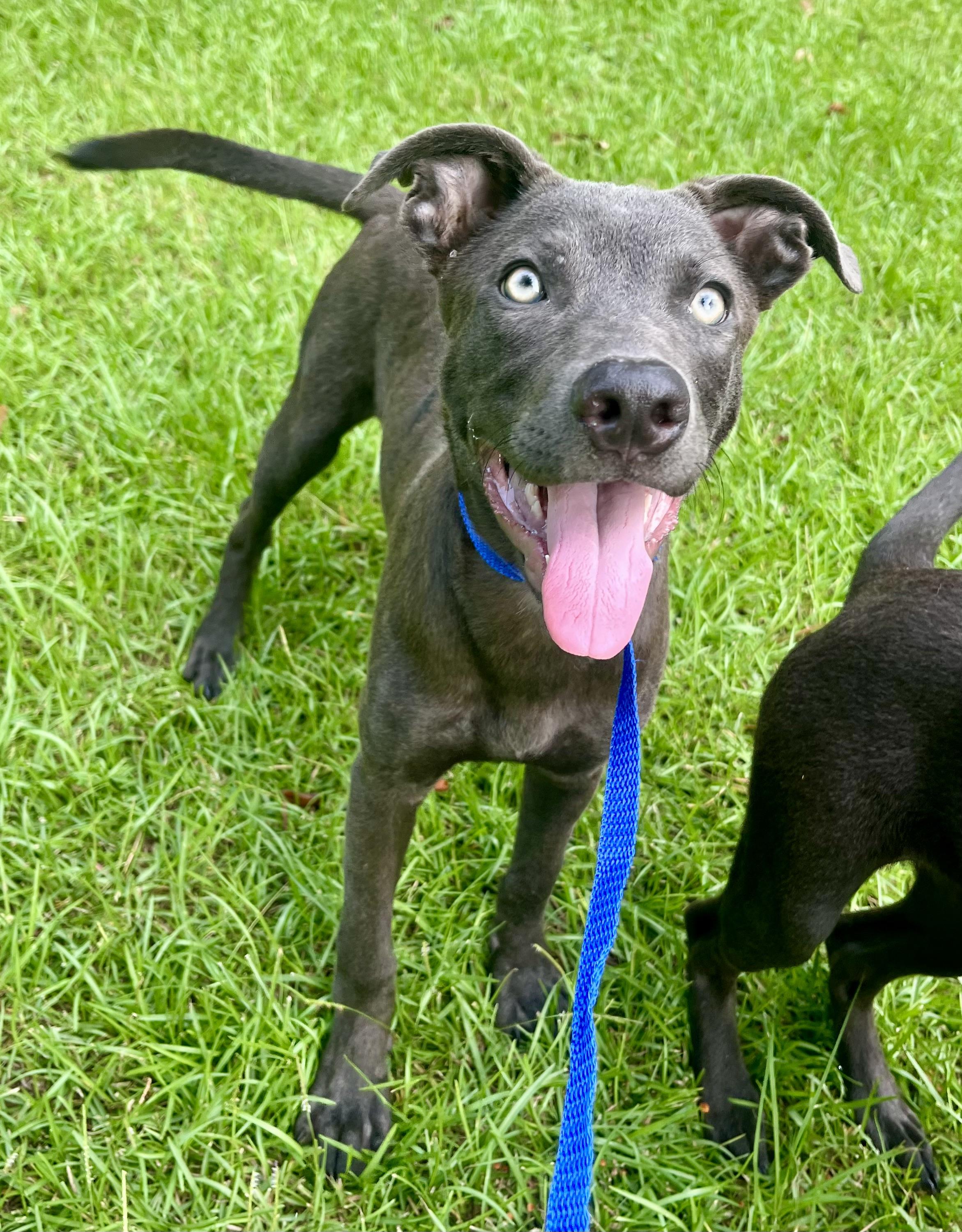 Enlarge Blue, a Adoptable mixed breed in Barnwell , SC image 6/6