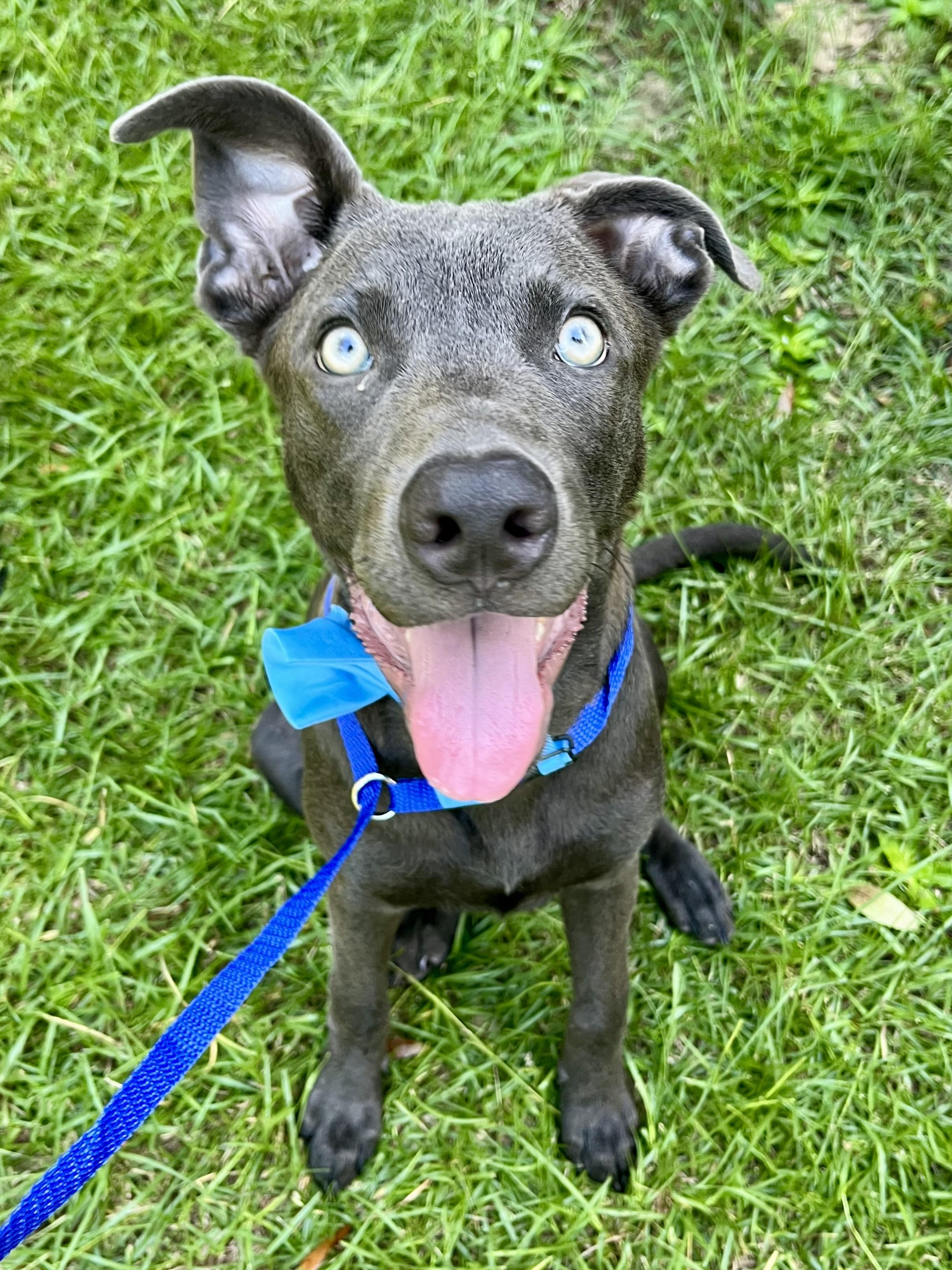 Enlarge Blue, a Adoptable mixed breed in Barnwell , SC image 4/6