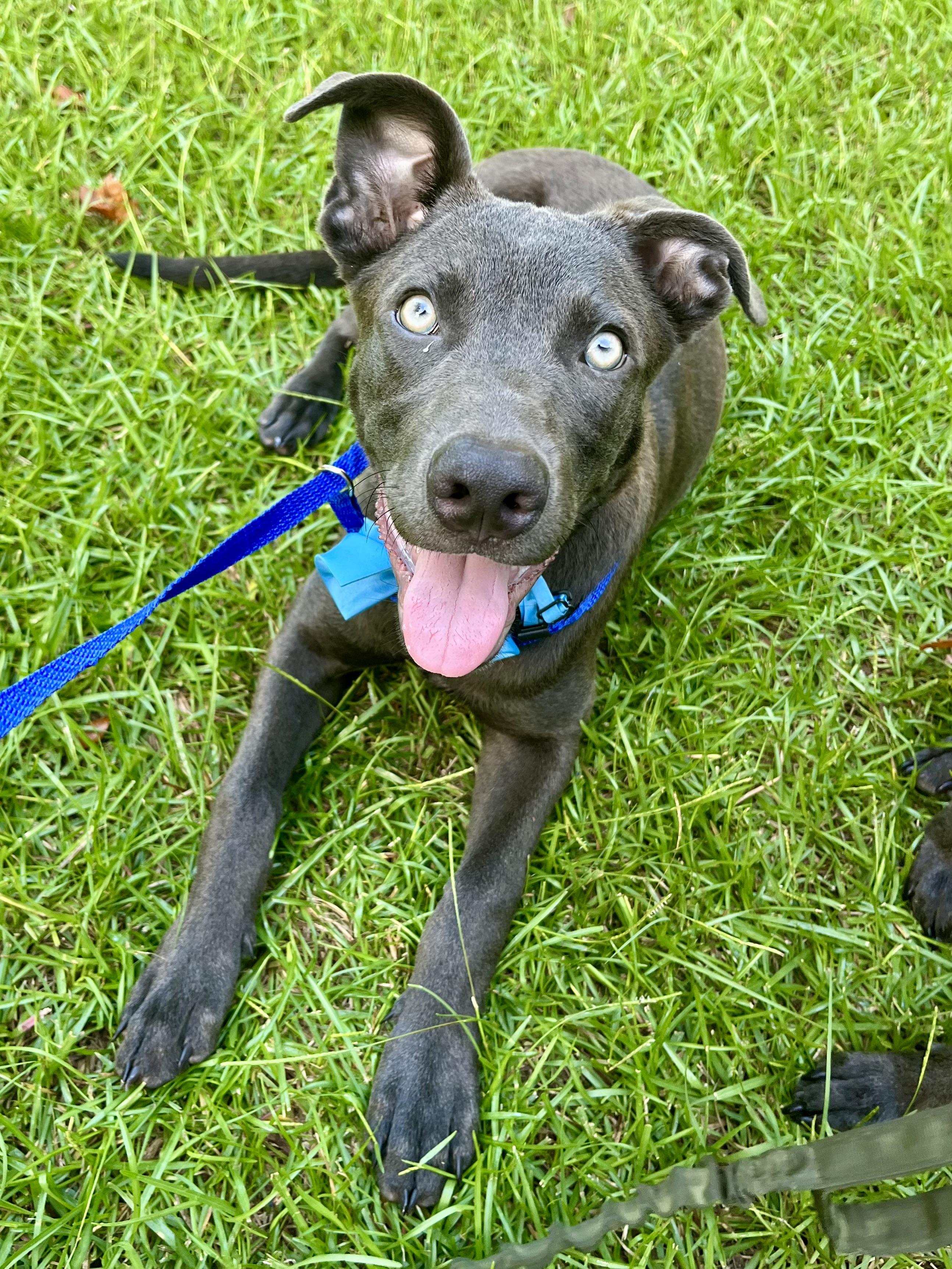Enlarge Blue, a Adoptable mixed breed in Barnwell , SC image 6/6
