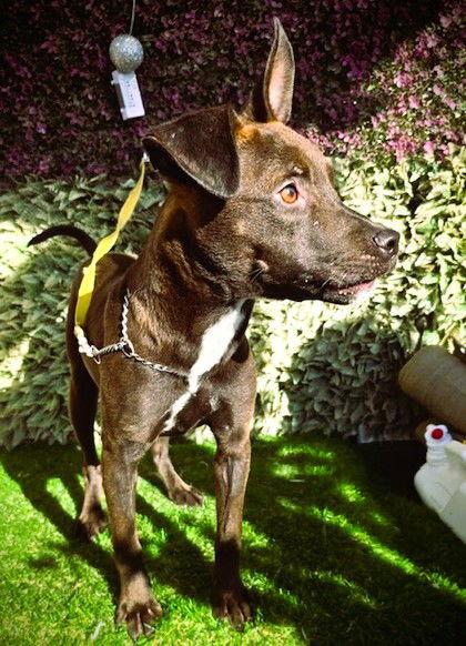 Perrier, Adoptable, Puppy Male Chocolate Labrador Retriever & Chihuahua.