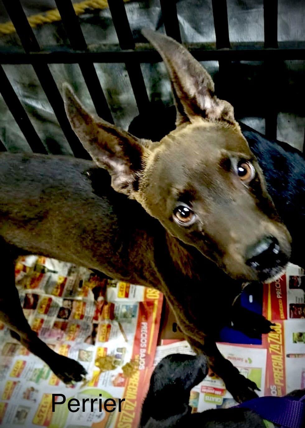 Perrier, a Adoptable mixed breed in Los Angeles, CA image 2/3