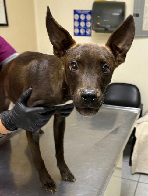 Perrier, a Adoptable mixed breed in Los Angeles, CA image 3/3