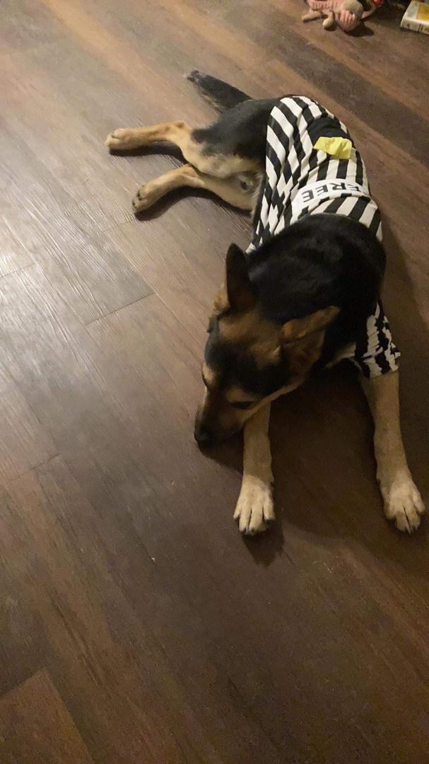 Smokey, Adoptable, Young Male German Shepherd Dog.