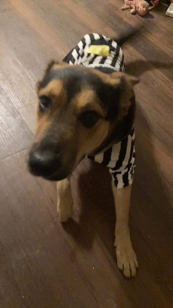 Enlarge Smokey, a Adoptable mixed breed in Anna, TX image 3/8