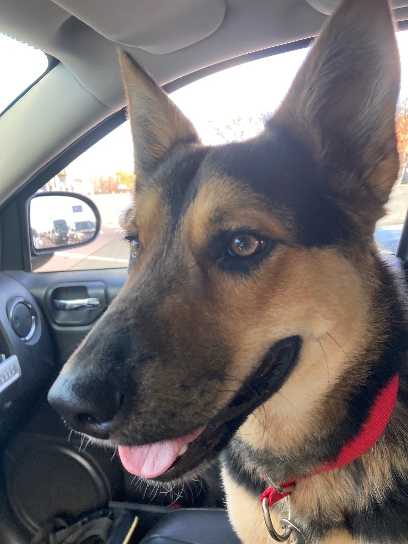Enlarge Smokey, a Adoptable mixed breed in Anna, TX image 4/8
