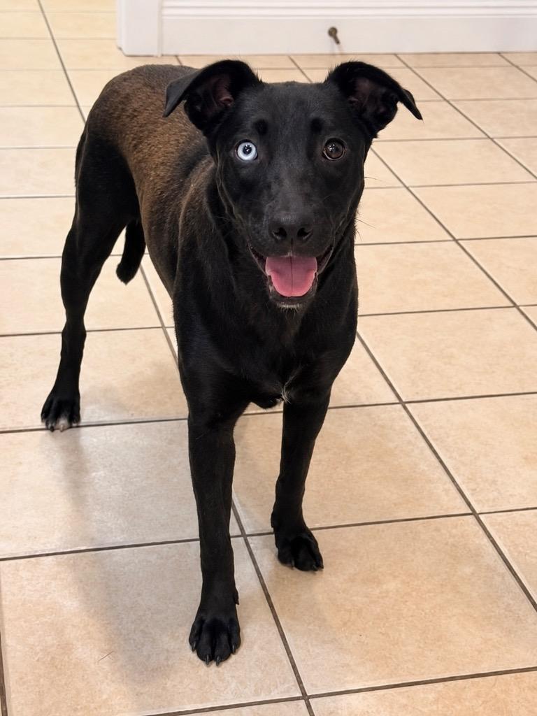 Rayna, Adoptable, Young Female Labrador Retriever.