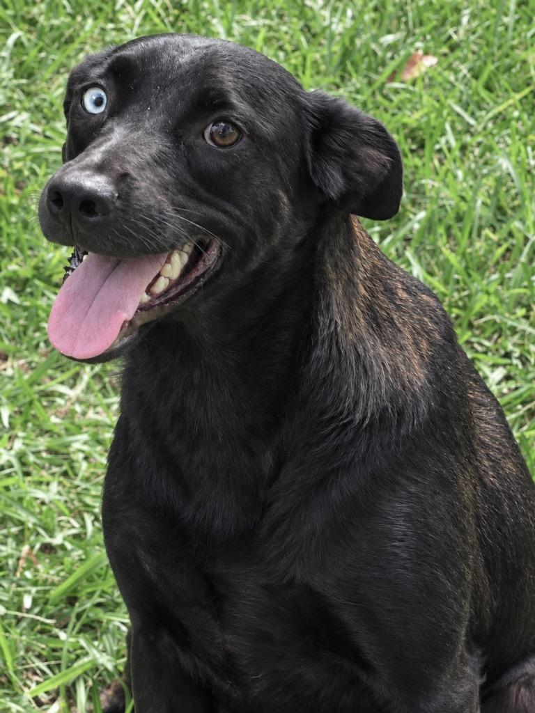 Enlarge Rayna, a Adoptable mixed breed in Princeton, MA image 2/3