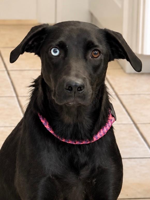Enlarge Rayna, a Adoptable mixed breed in Princeton, MA image 3/3
