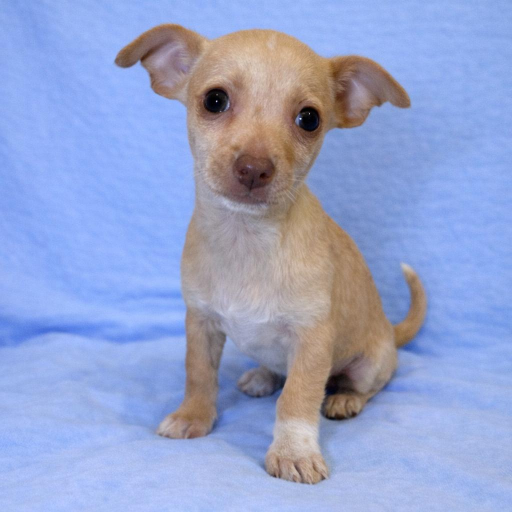 Taco, Adoptable, Puppy Male Chihuahua.