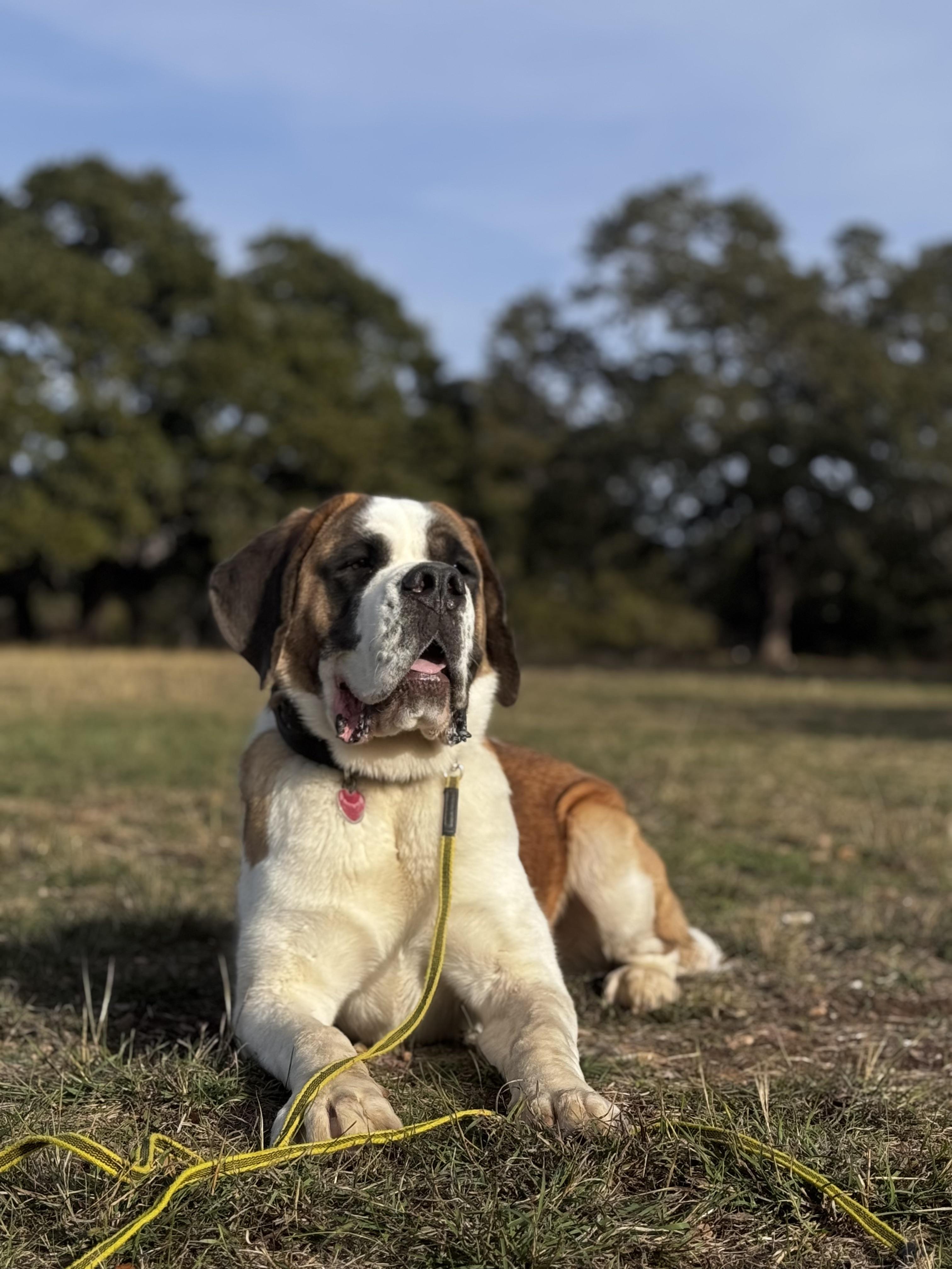 Enlarge Felix, an adopted Saint Bernard in Magnolia, TX image 3/5