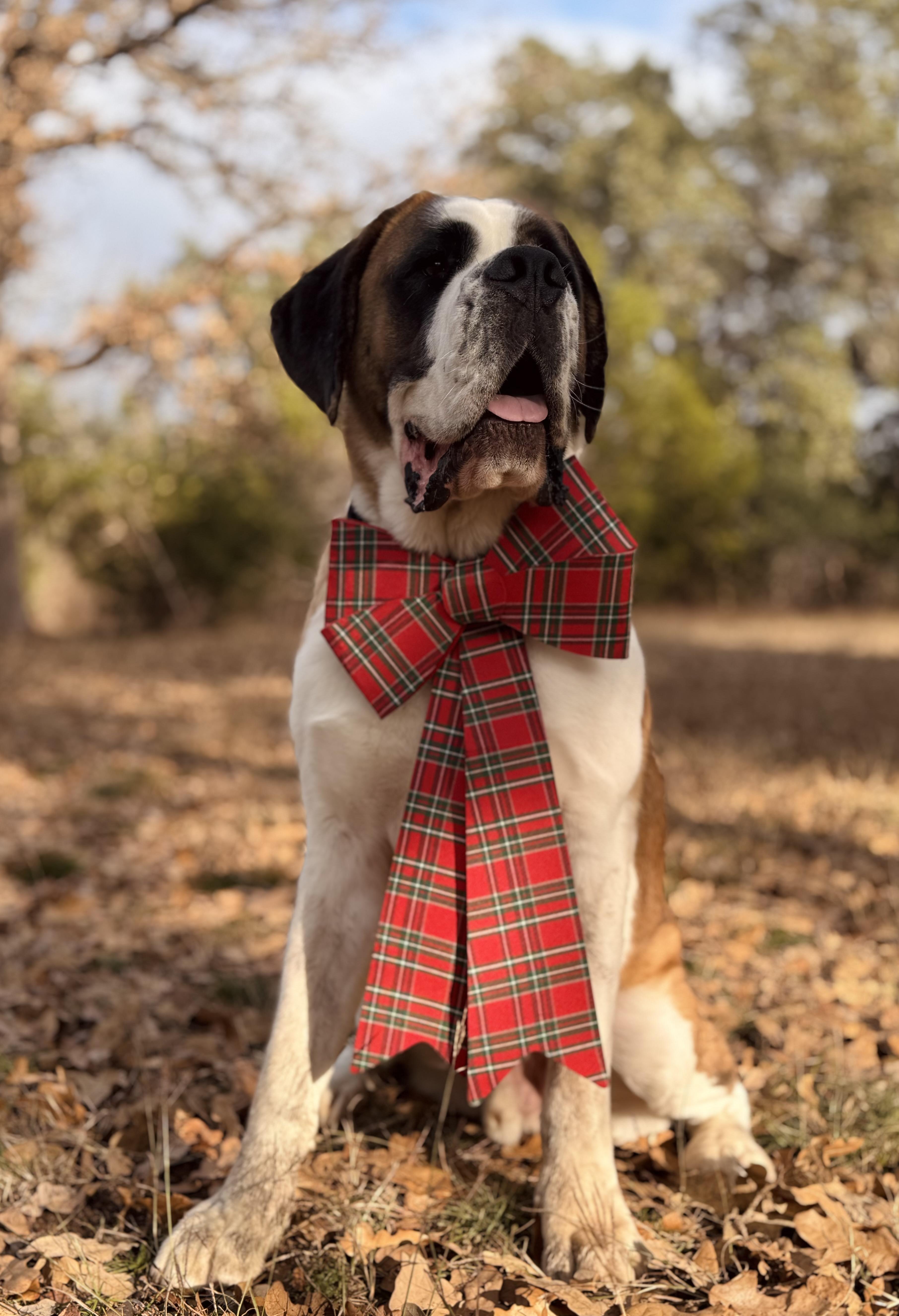 Felix, adopted, Adult Male Saint Bernard.