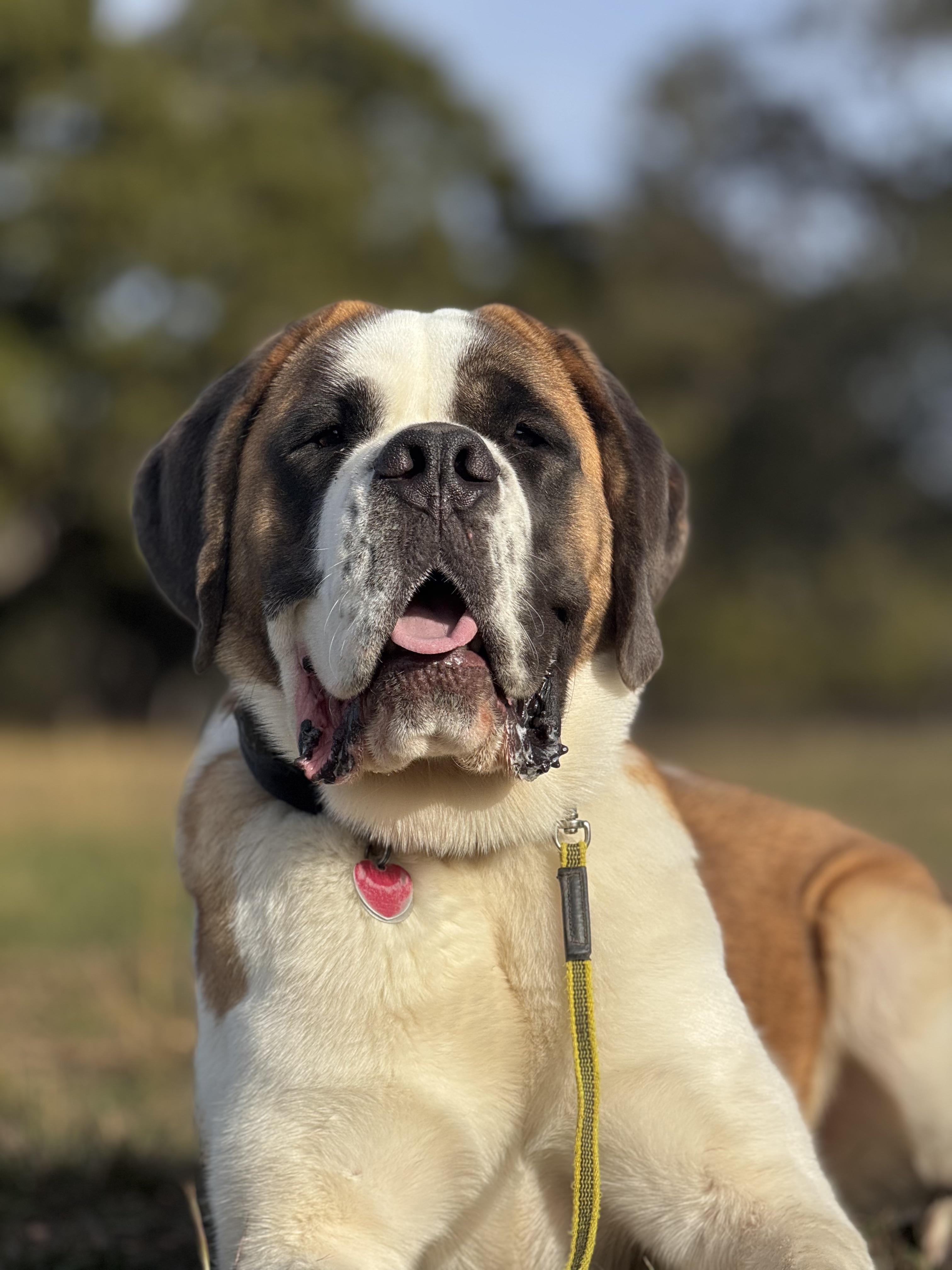 Enlarge Felix, an adopted Saint Bernard in Magnolia, TX image 4/5
