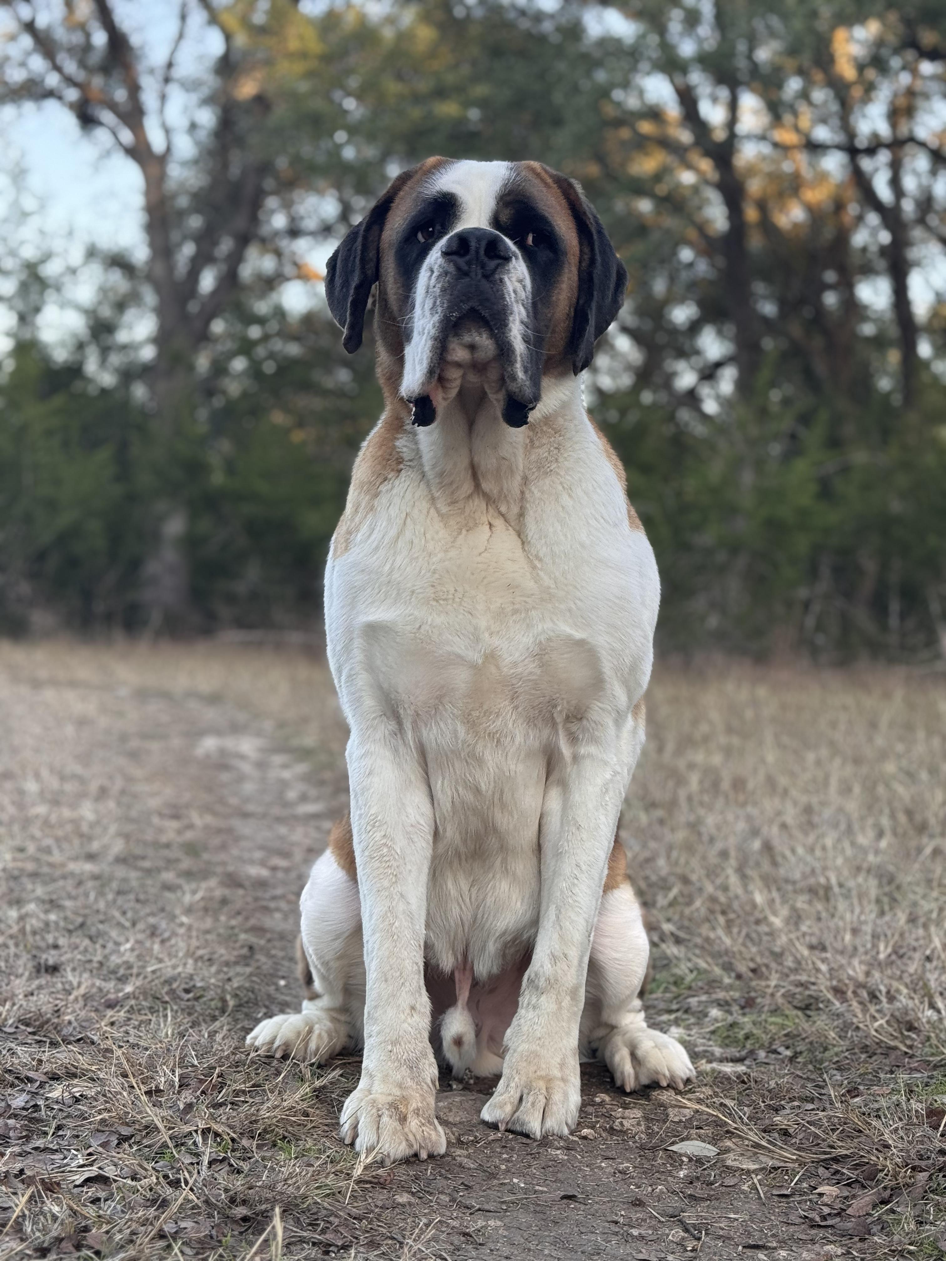 Enlarge Felix, an adopted Saint Bernard in Magnolia, TX image 2/5