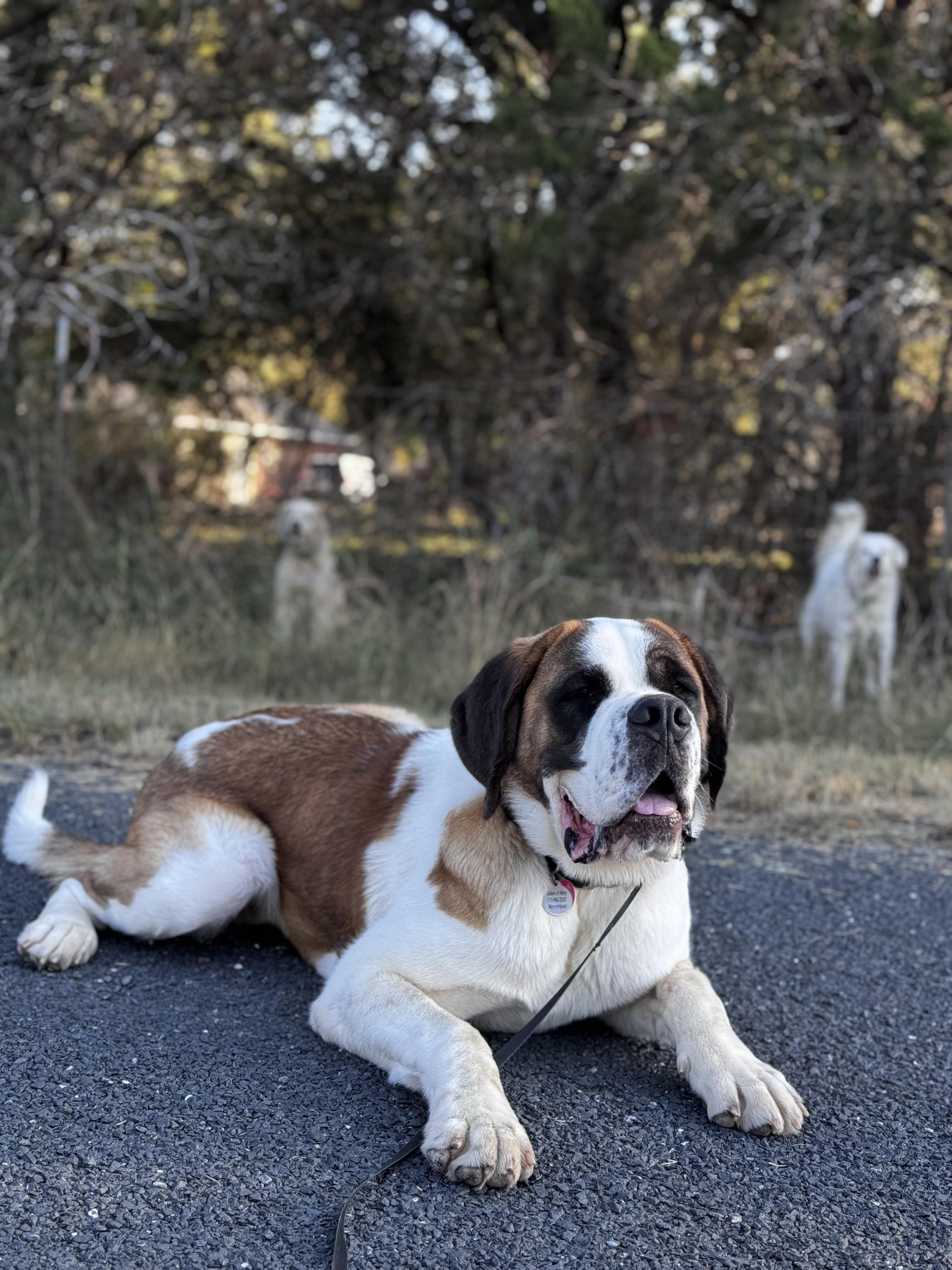 Enlarge Felix, an adopted Saint Bernard in Magnolia, TX image 5/5