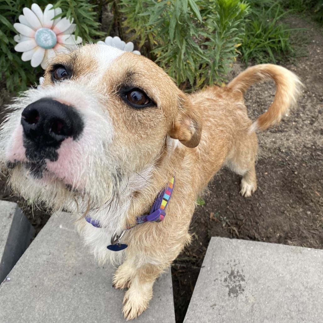 Captain Walnut, Adoptable, Adult Male Mixed Breed.