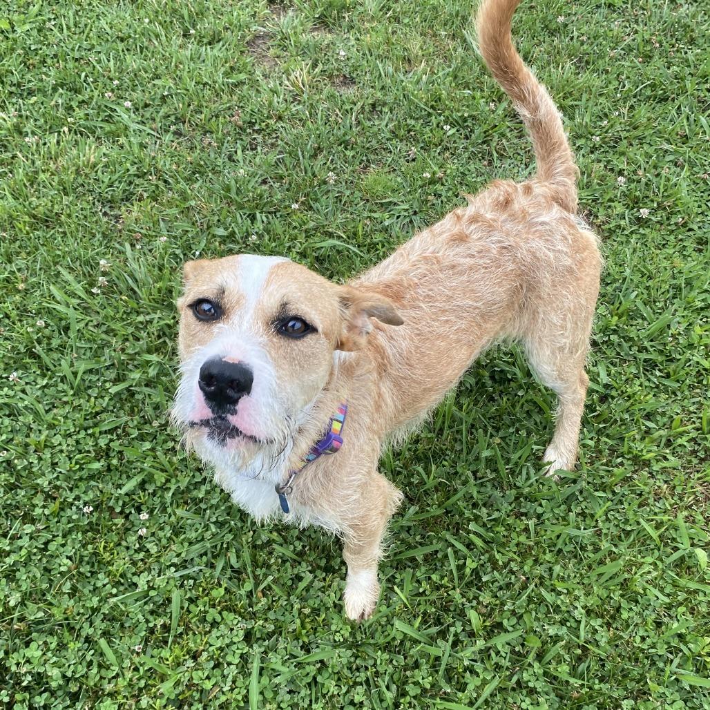 Enlarge Captain Walnut, a Adoptable Mixed Breed in Fletcher, NC image 2/5