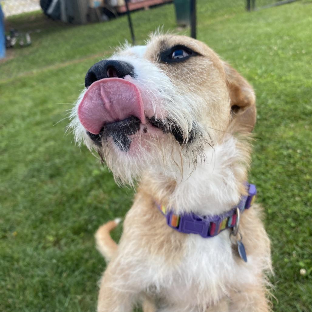 Enlarge Captain Walnut, a Adoptable Mixed Breed in Fletcher, NC image 3/5