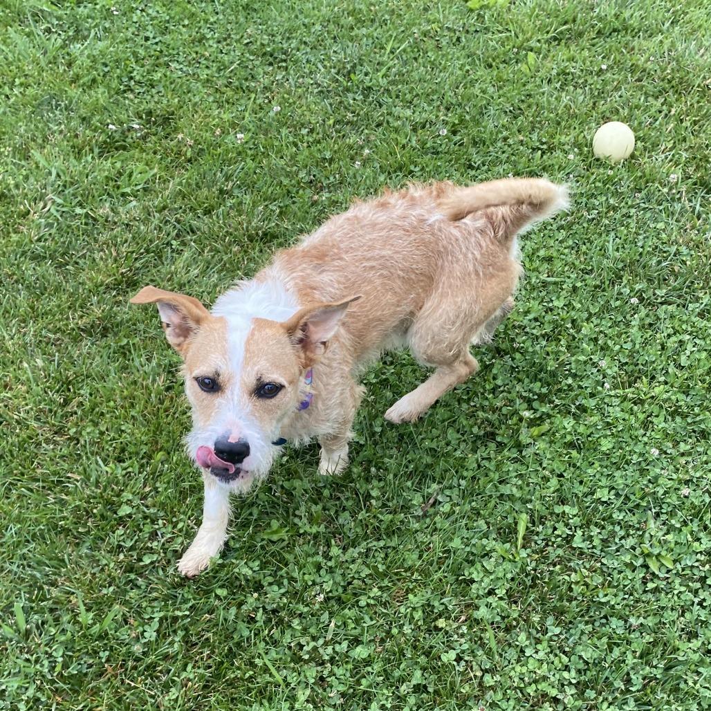 Enlarge Captain Walnut, a Adoptable Mixed Breed in Fletcher, NC image 4/5