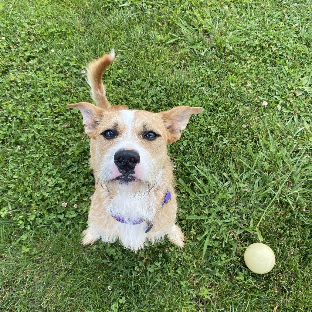 Enlarge Captain Walnut, a Adoptable Mixed Breed in Fletcher, NC image 5/5