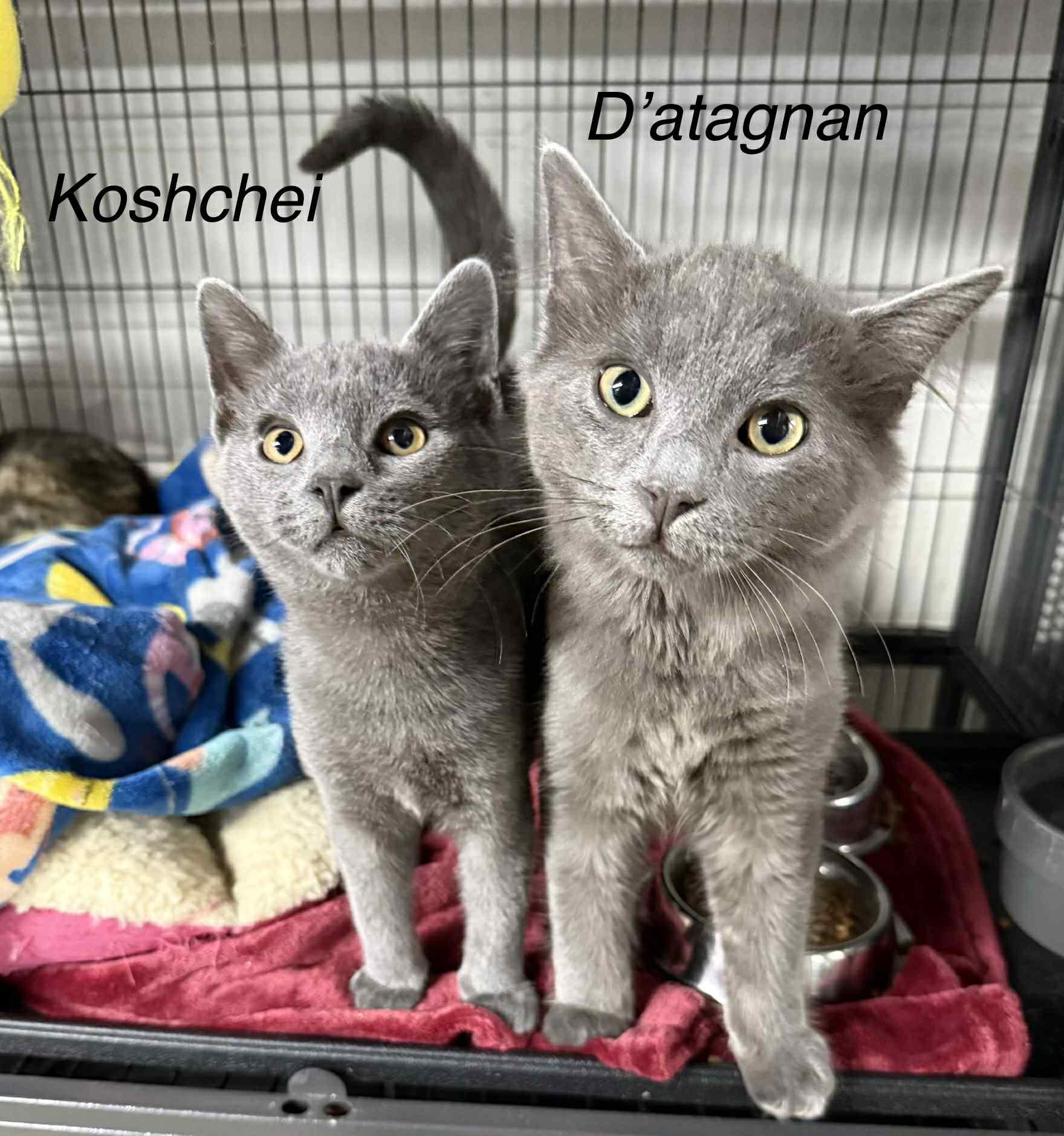 D'atagnan, ADOPTABLE, Young Male Domestic Short Hair.