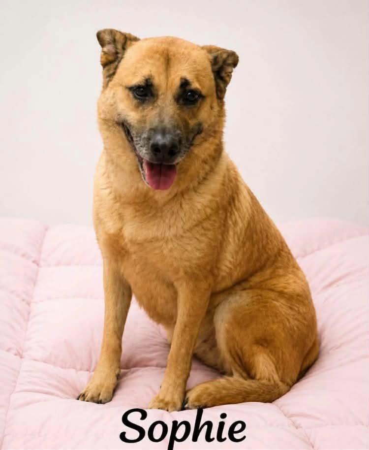 Sophie, Adoptable, Adult Female Shepherd.