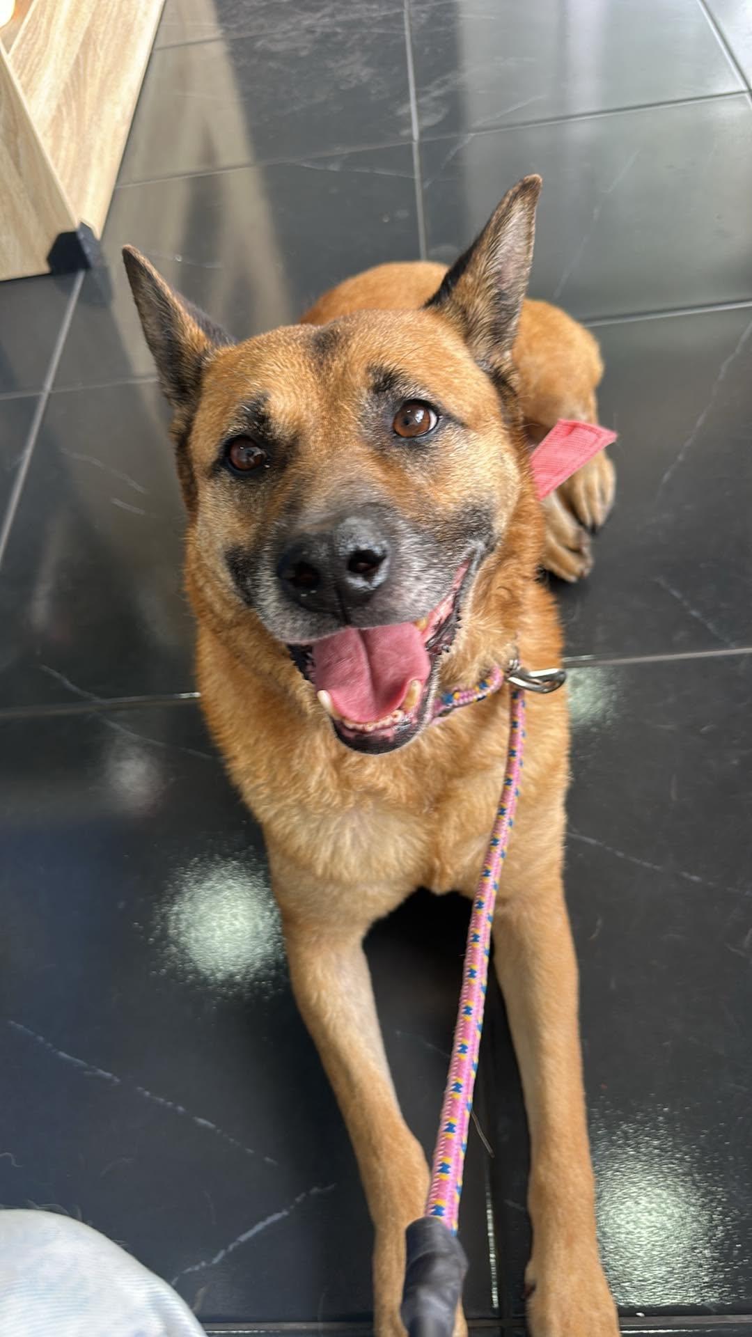 Enlarge Sophie, a Adoptable Shepherd in Escondido, CA image 2/3