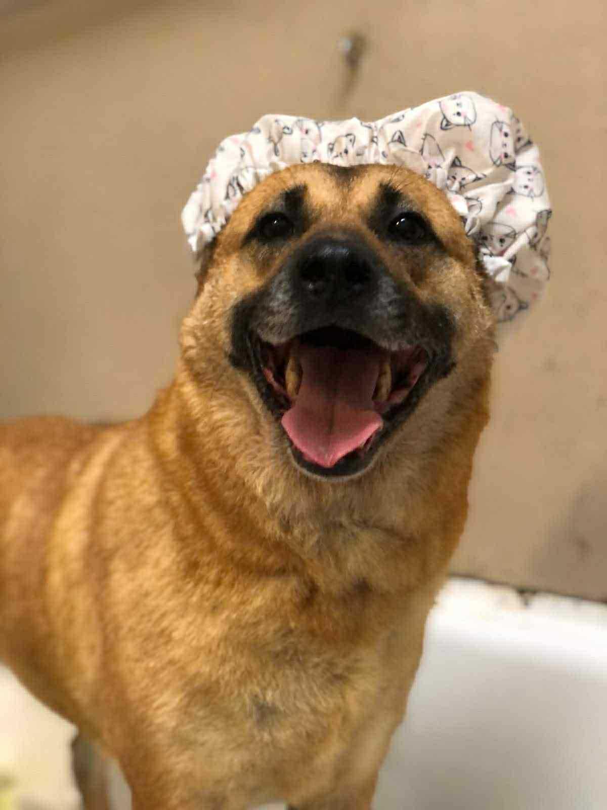 Enlarge Sophie, a Adoptable Shepherd in Escondido, CA image 1/3