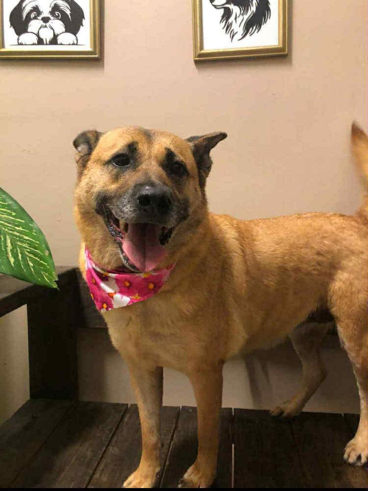 Enlarge Sophie, a Adoptable Shepherd in Escondido, CA image 2/3