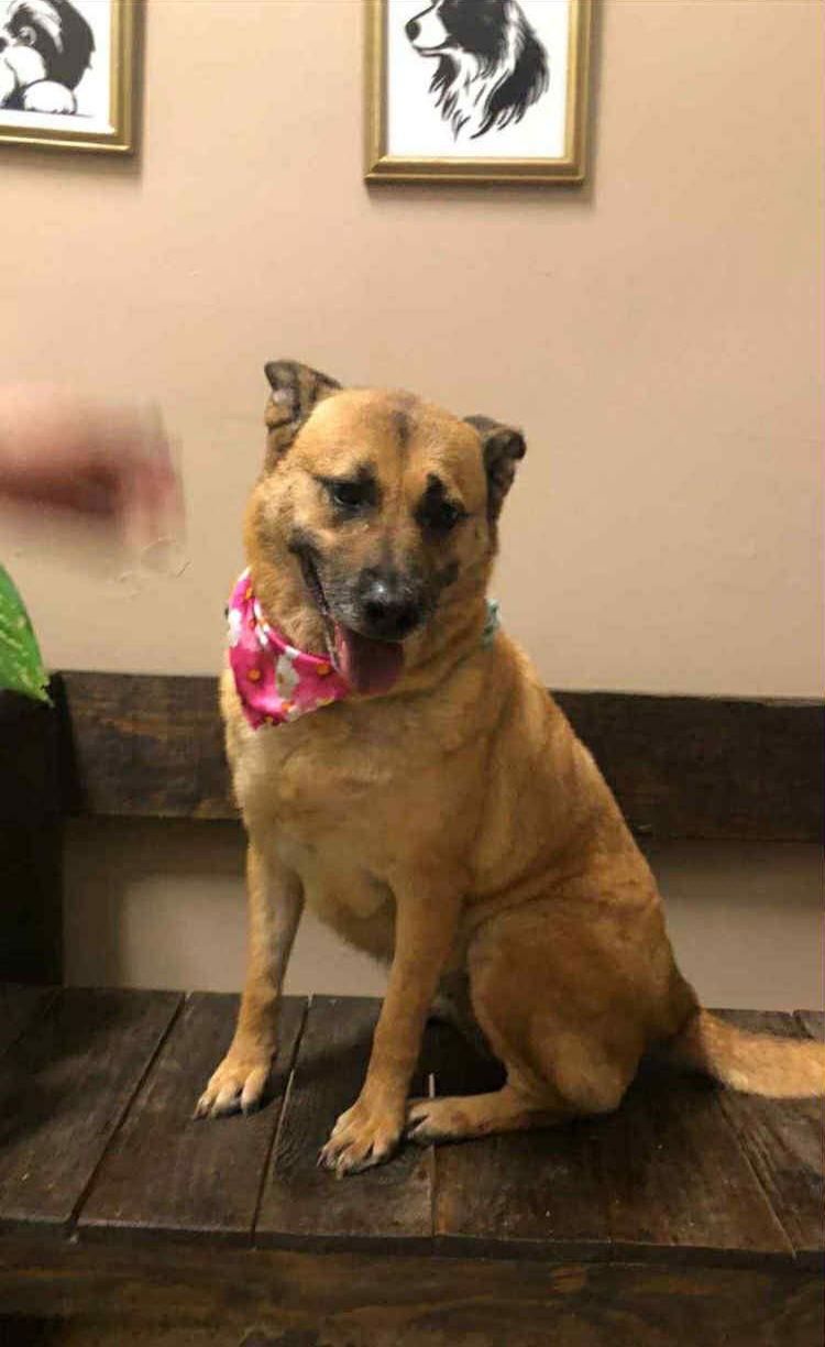 Enlarge Sophie, a Adoptable Shepherd in Escondido, CA image 3/3